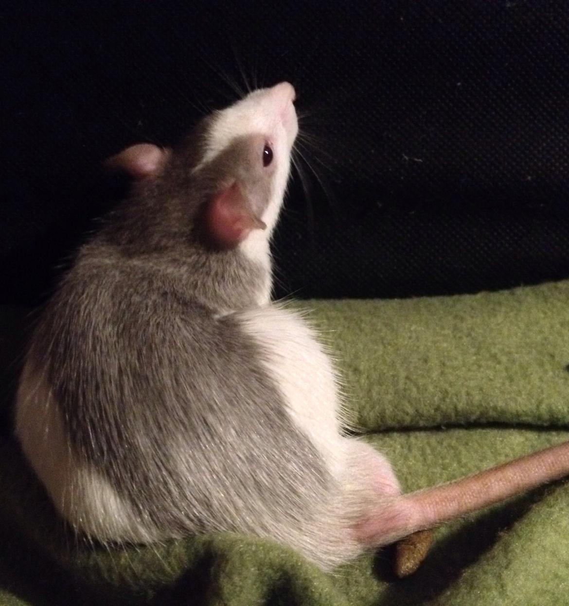 Tamrotte Lillebror billede 5