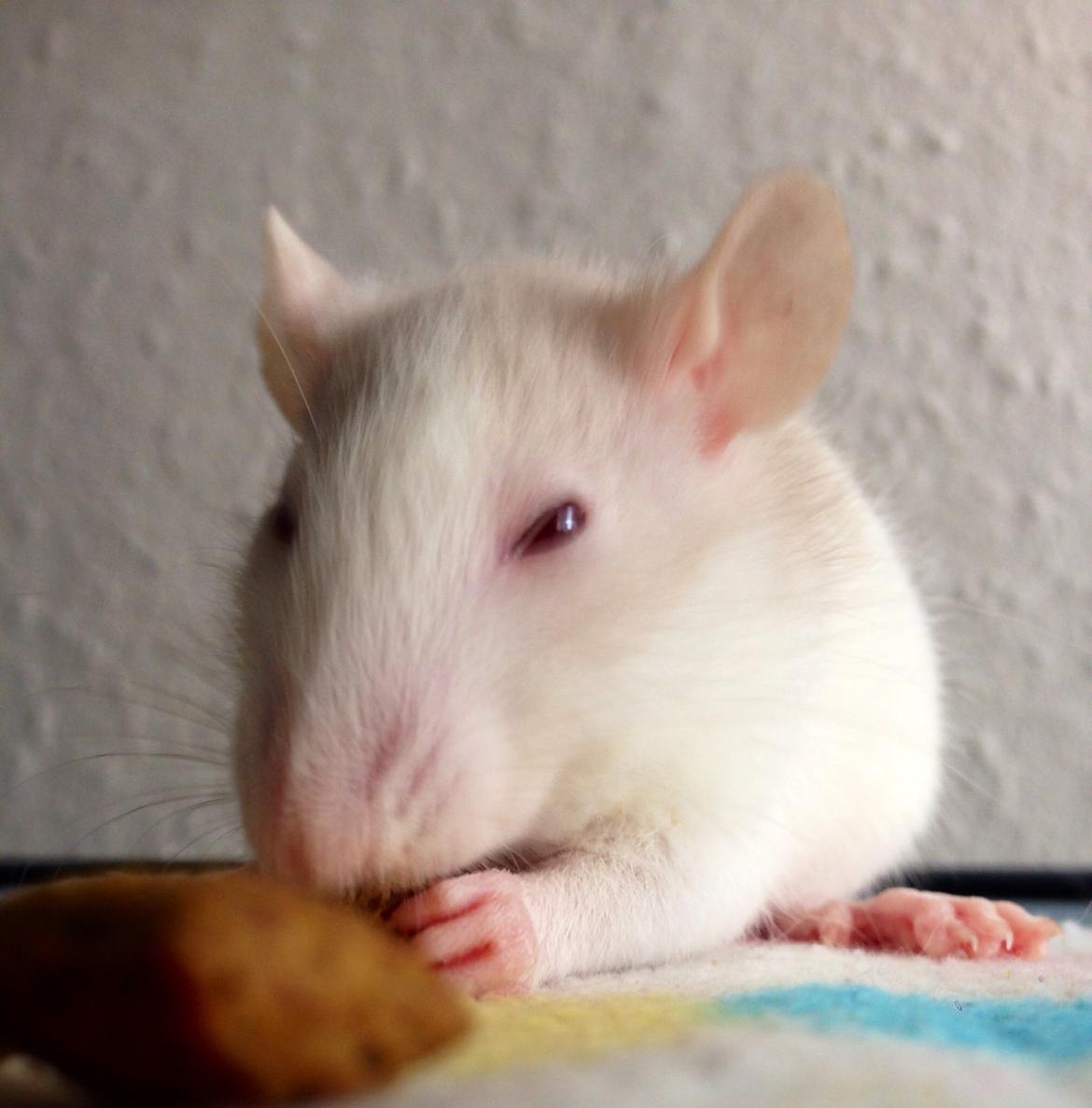 Tamrotte Harry billede 1