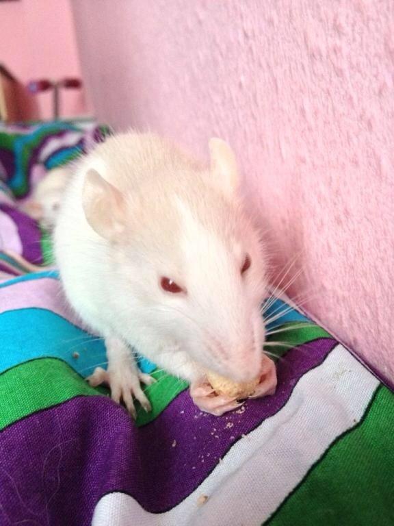 Tamrotte Harry billede 2