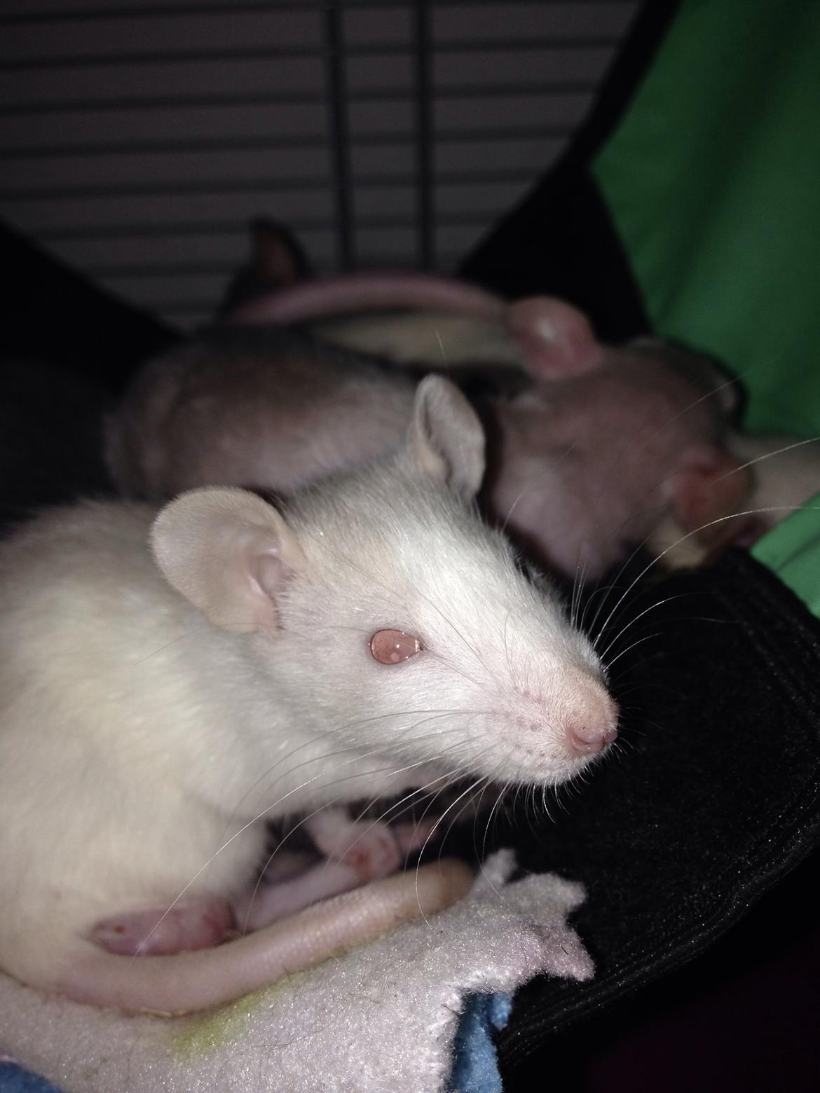 Tamrotte Harry billede 3