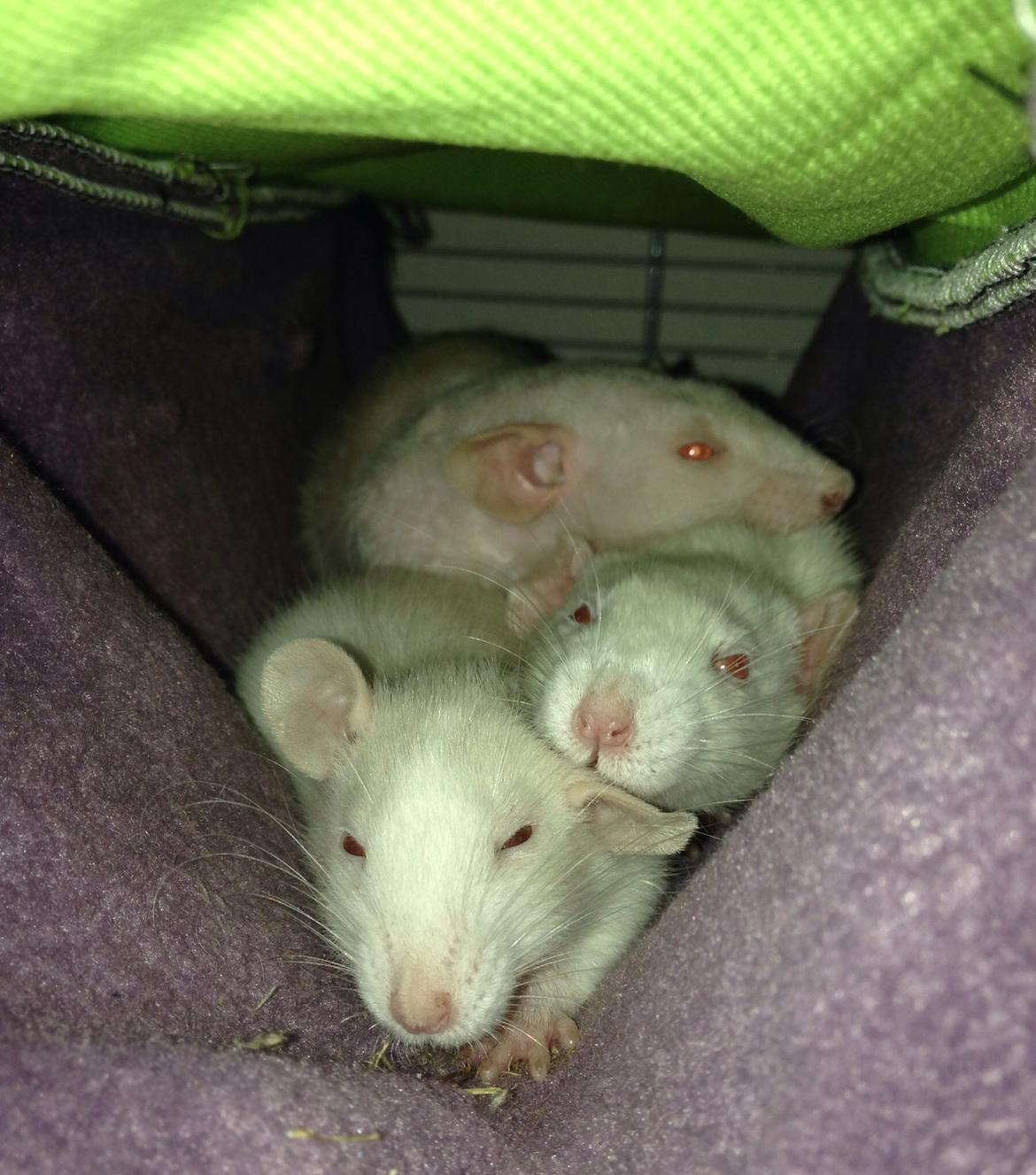 Tamrotte Harry billede 4