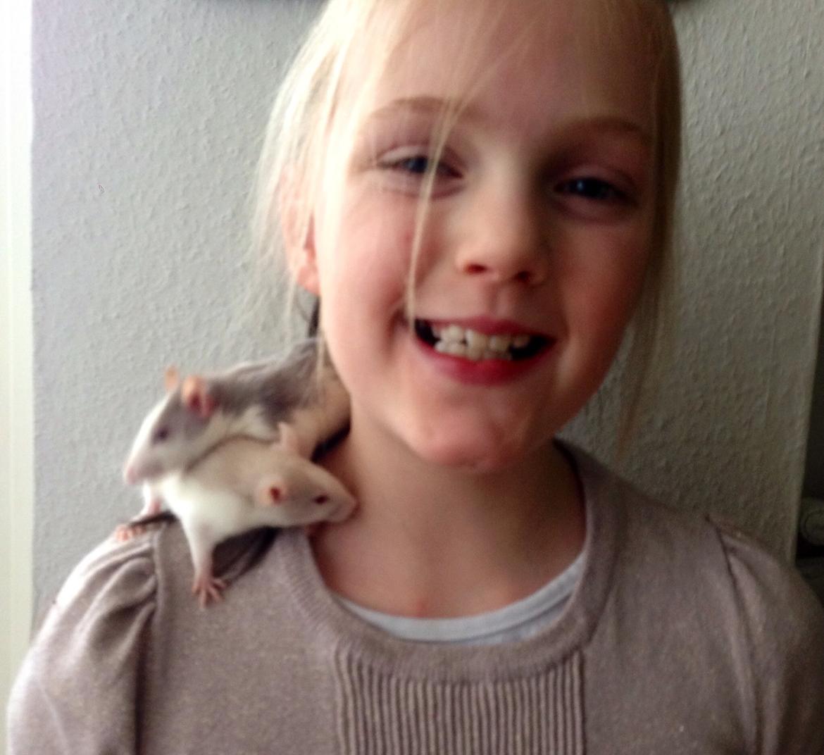 Tamrotte Harry billede 5