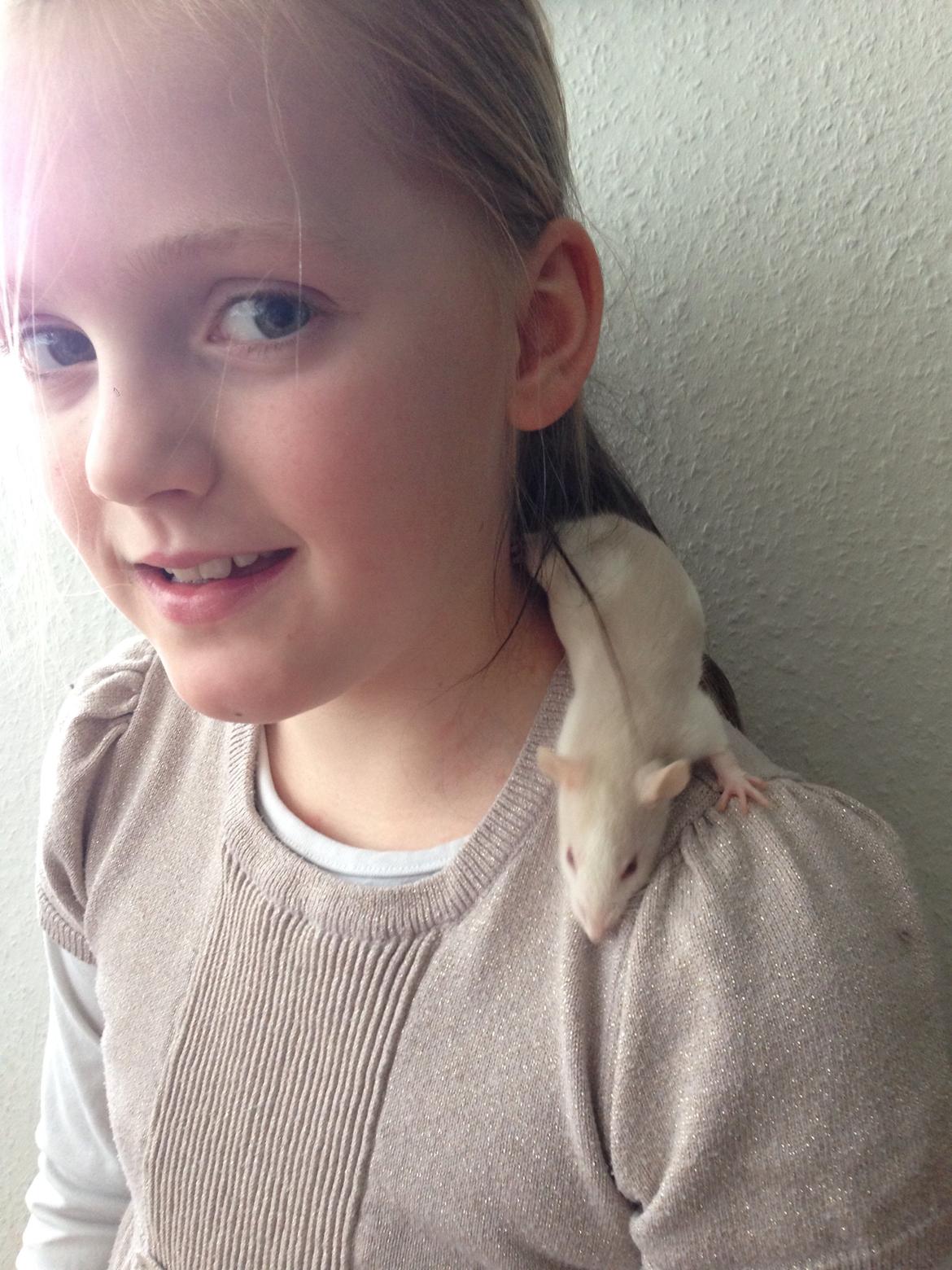 Tamrotte Harry billede 6