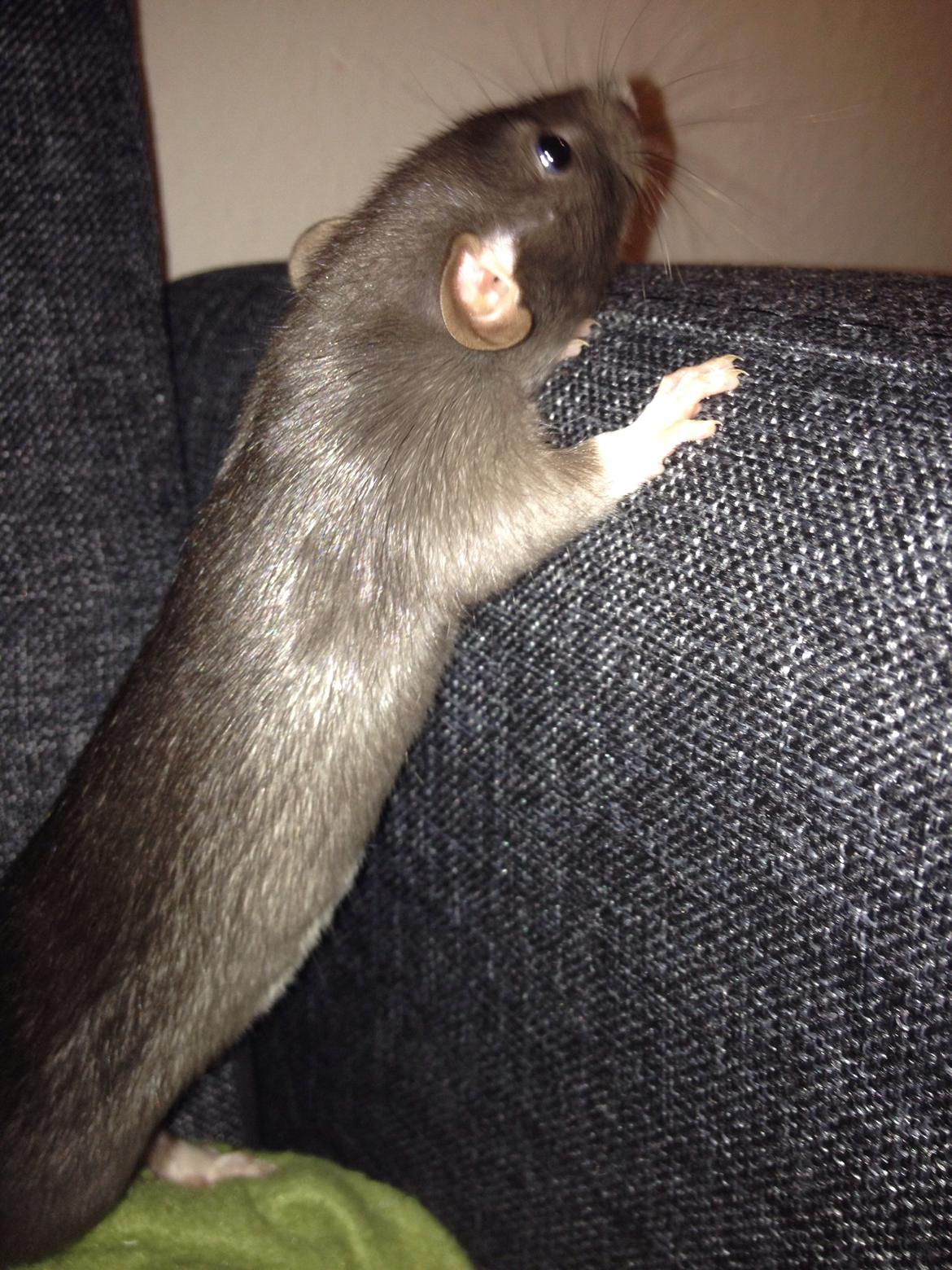 Tamrotte Hulk billede 1