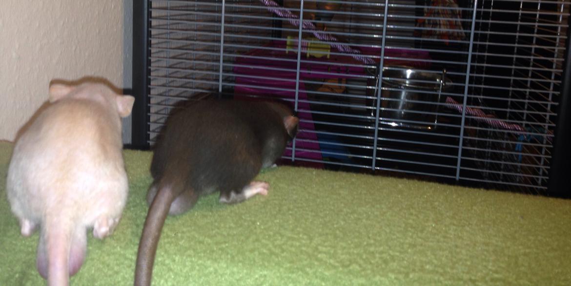 Tamrotte Hulk billede 2