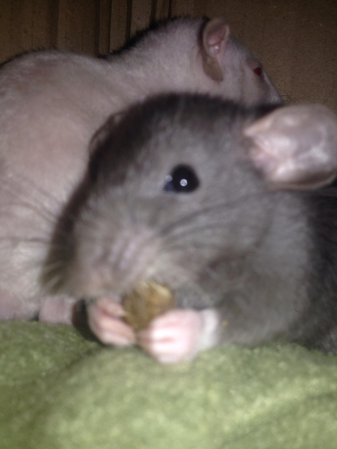 Tamrotte Hulk billede 3