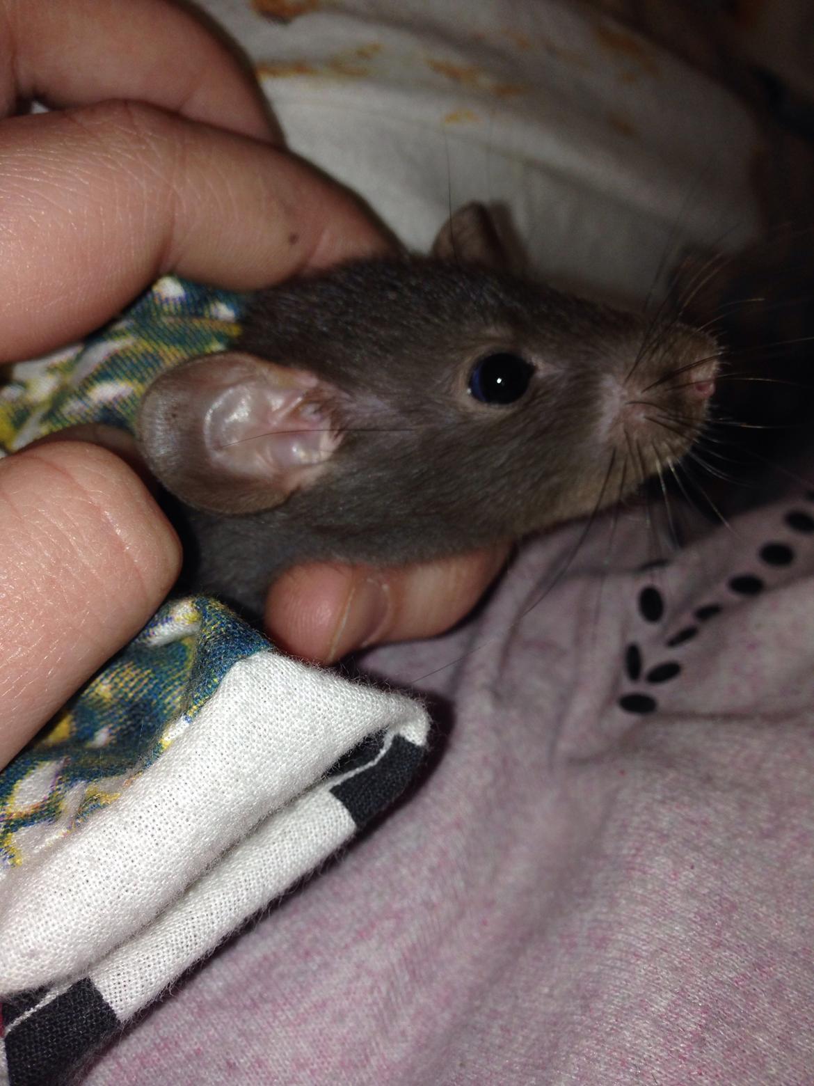 Tamrotte Hulk billede 4