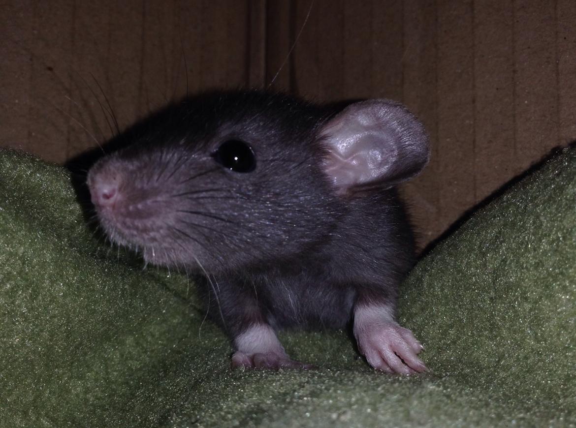 Tamrotte Hulk billede 5