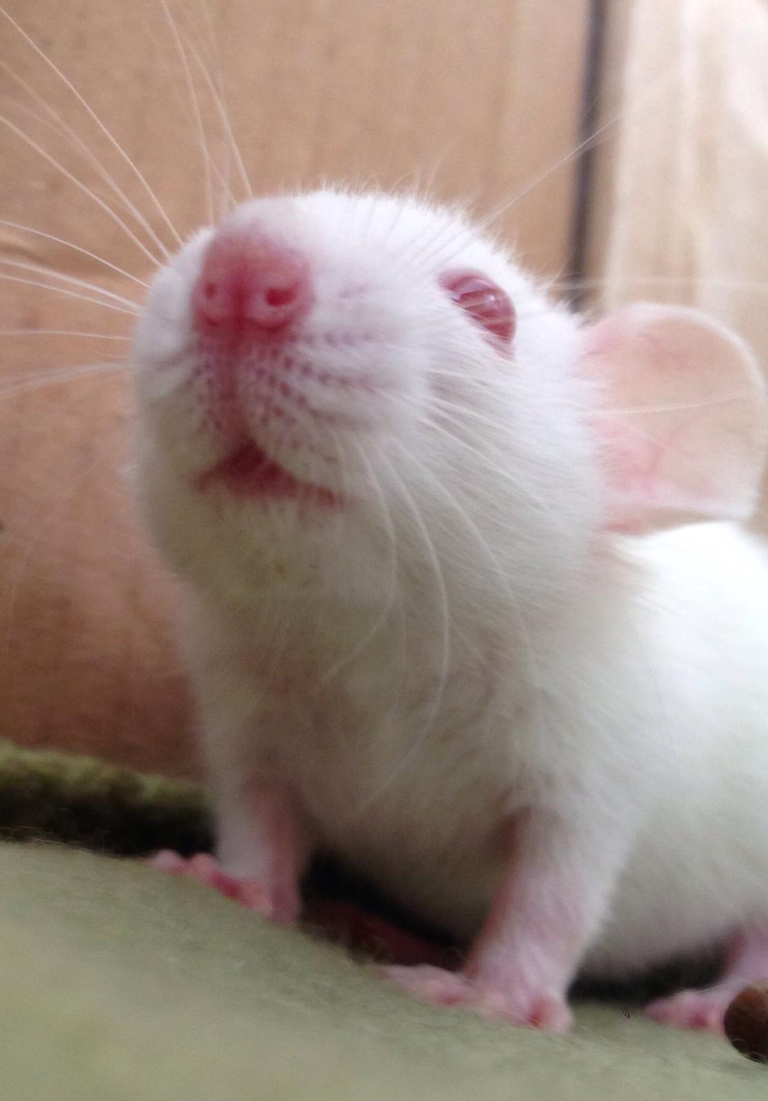 Tamrotte Denevit billede 1