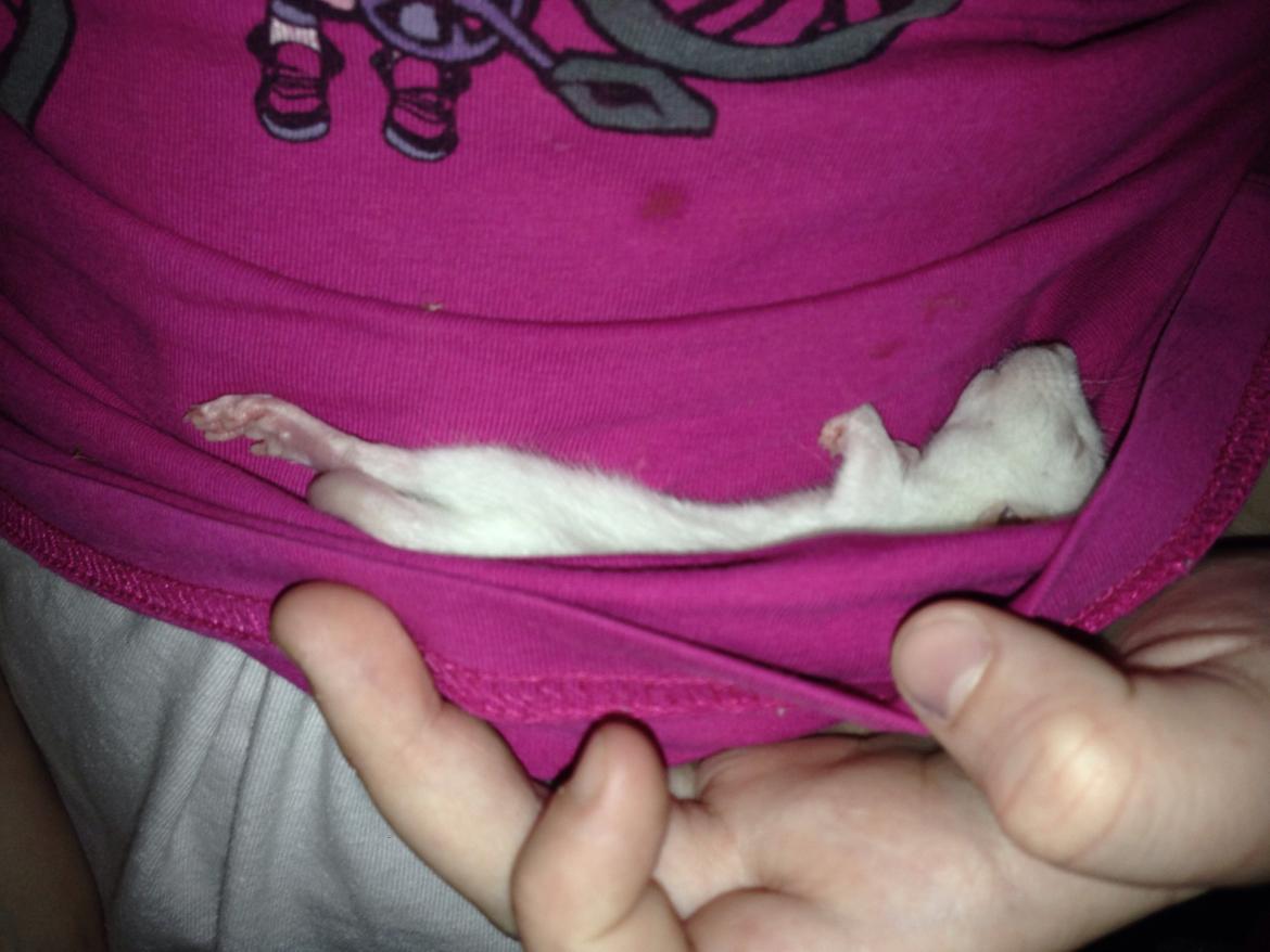 Tamrotte Denevit billede 2