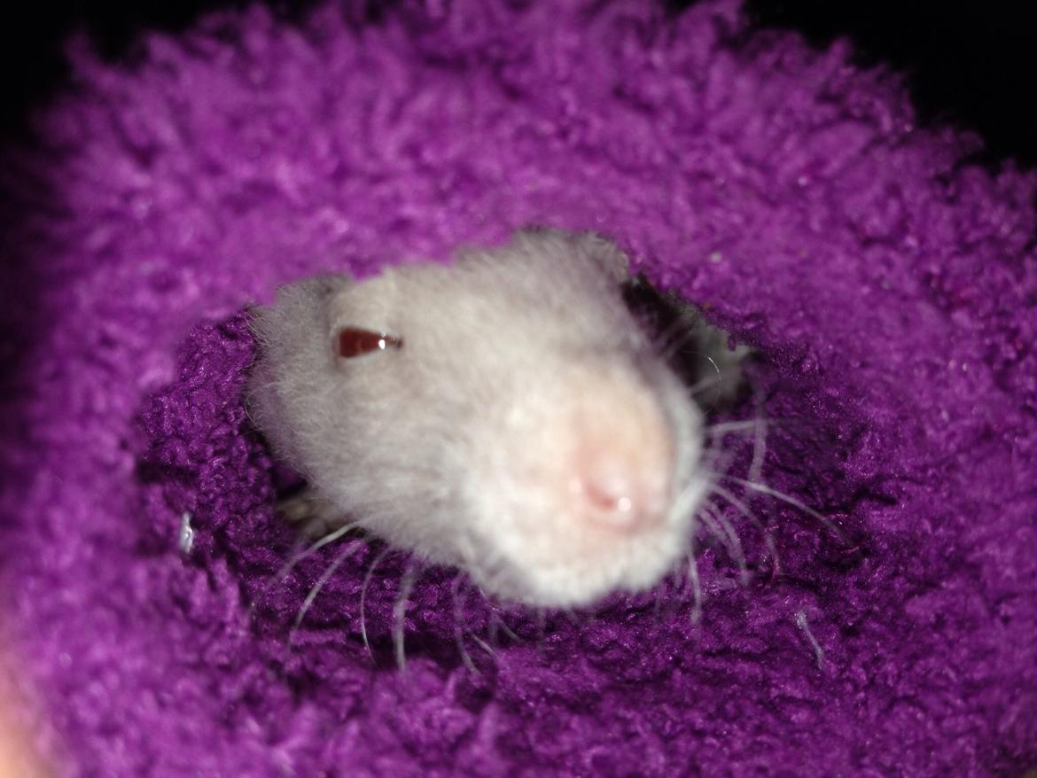 Tamrotte Denevit billede 3