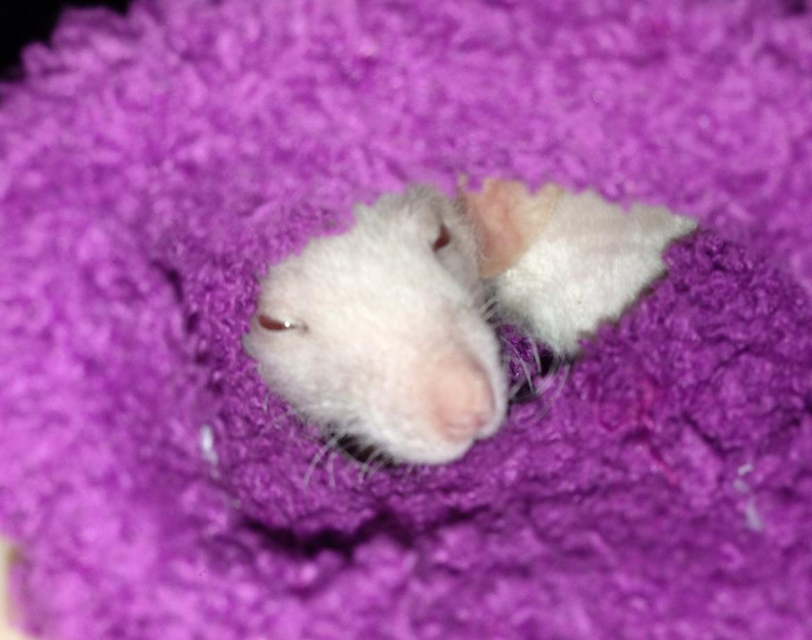 Tamrotte Denevit billede 4