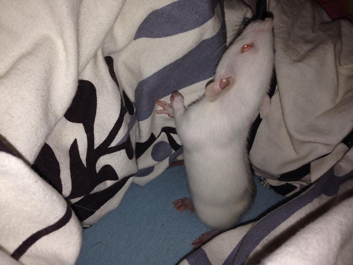 Tamrotte Denevit billede 6