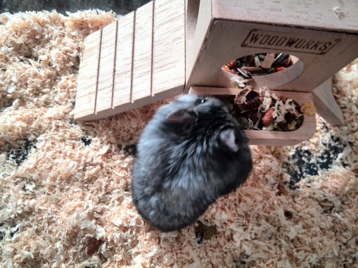 Dværghamster C Kuld - Cesare (Silver Black) billede 6