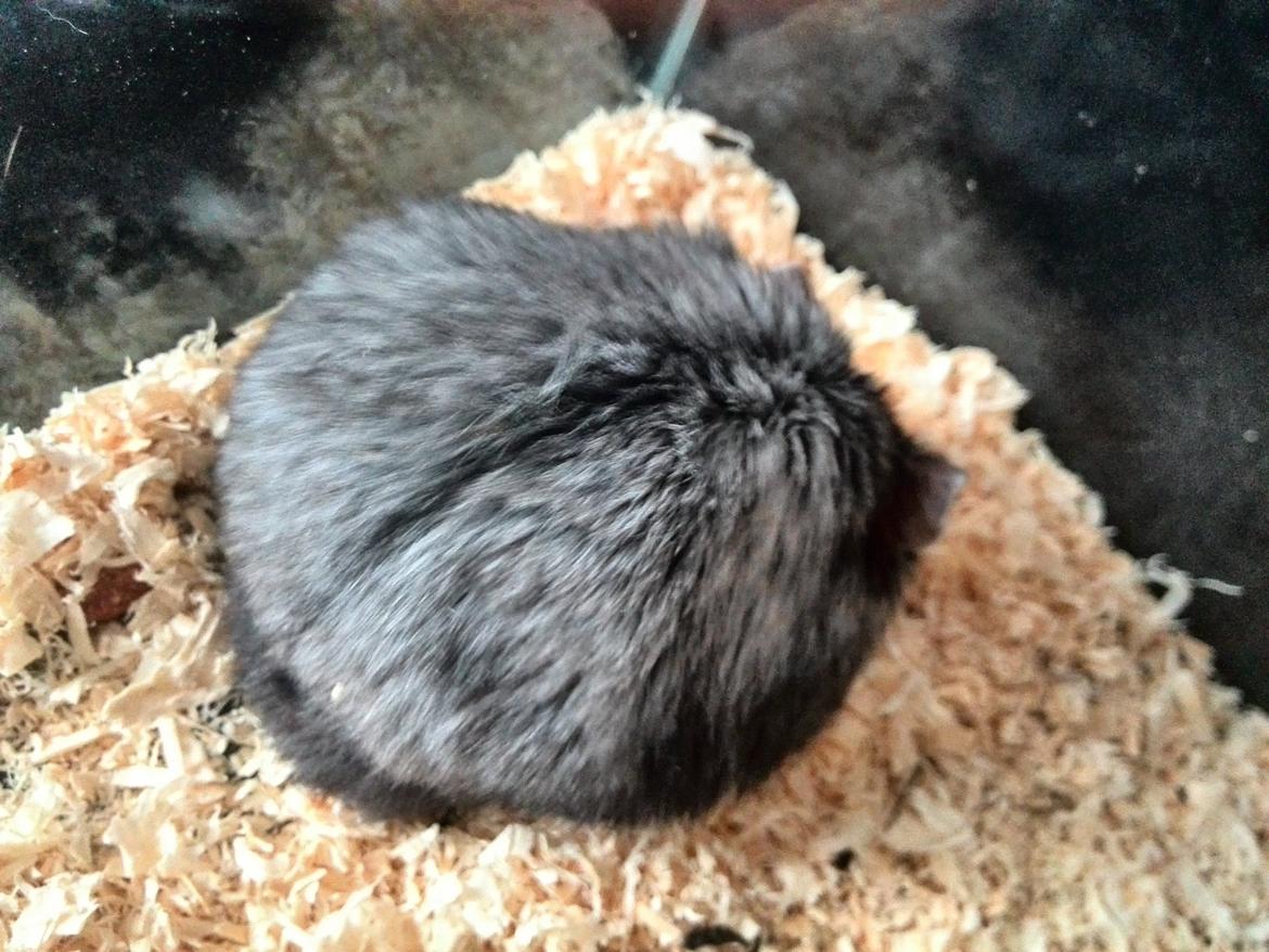 Dværghamster C Kuld - Cesare (Silver Black) billede 4