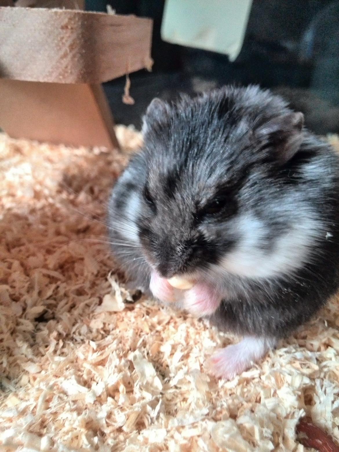 Dværghamster C Kuld - Cesare (Silver Black) billede 1