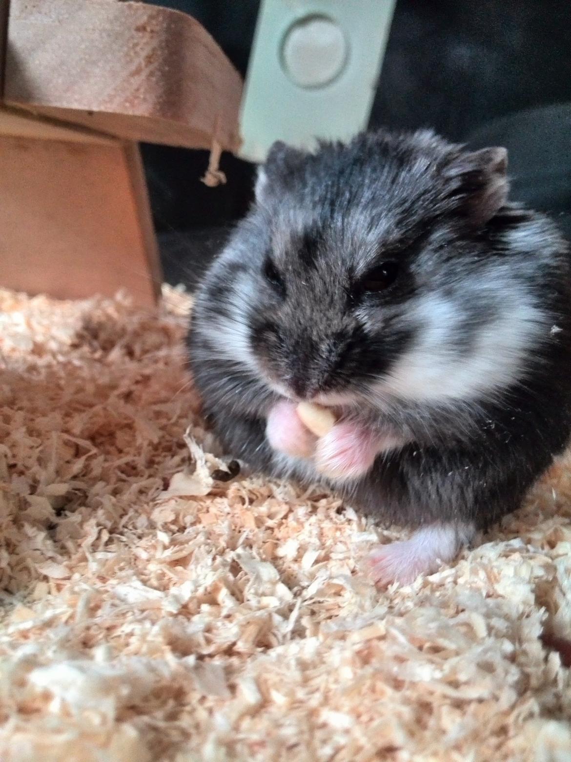 Dværghamster C Kuld - Cesare (Silver Black) billede 7