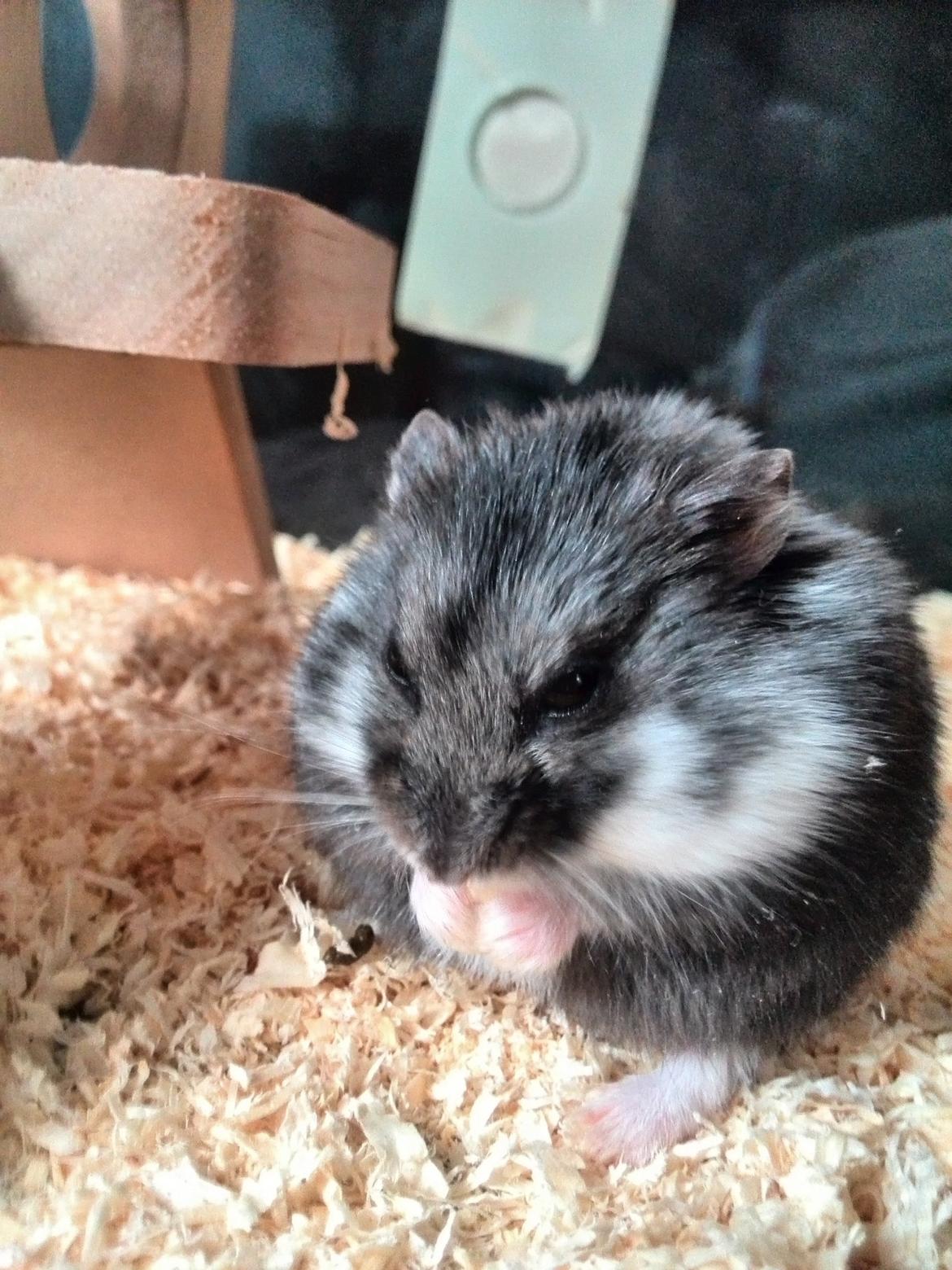 Dværghamster C Kuld - Cesare (Silver Black) billede 3