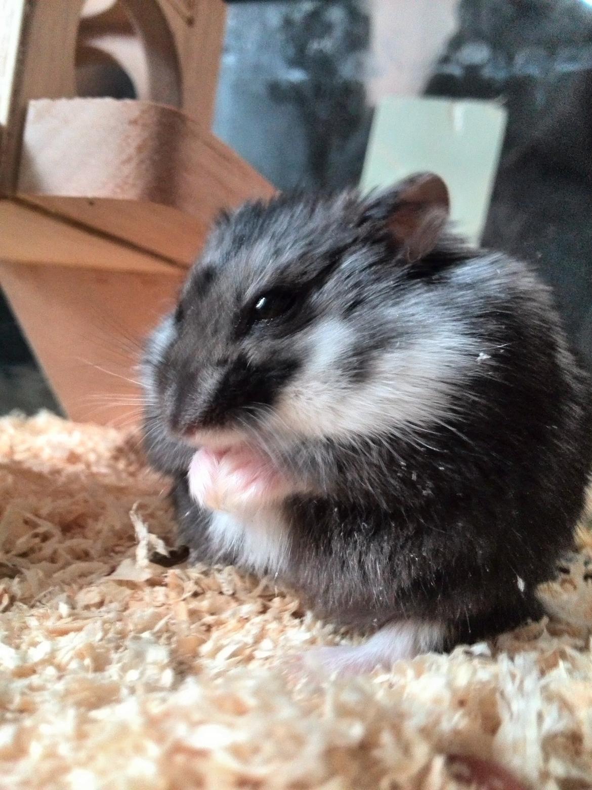 Dværghamster C Kuld - Cesare (Silver Black) billede 2