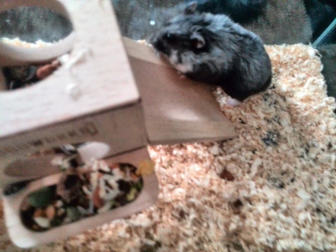 Dværghamster C Kuld - Cesare (Silver Black) billede 5