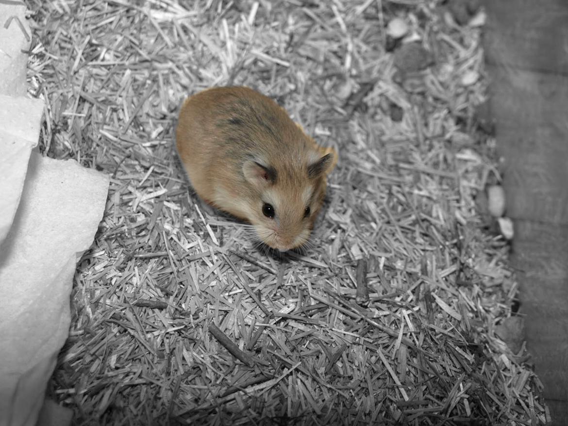 Dværghamster Sputnik's Mathilde*RIP* - 10-03-2012 billede 3