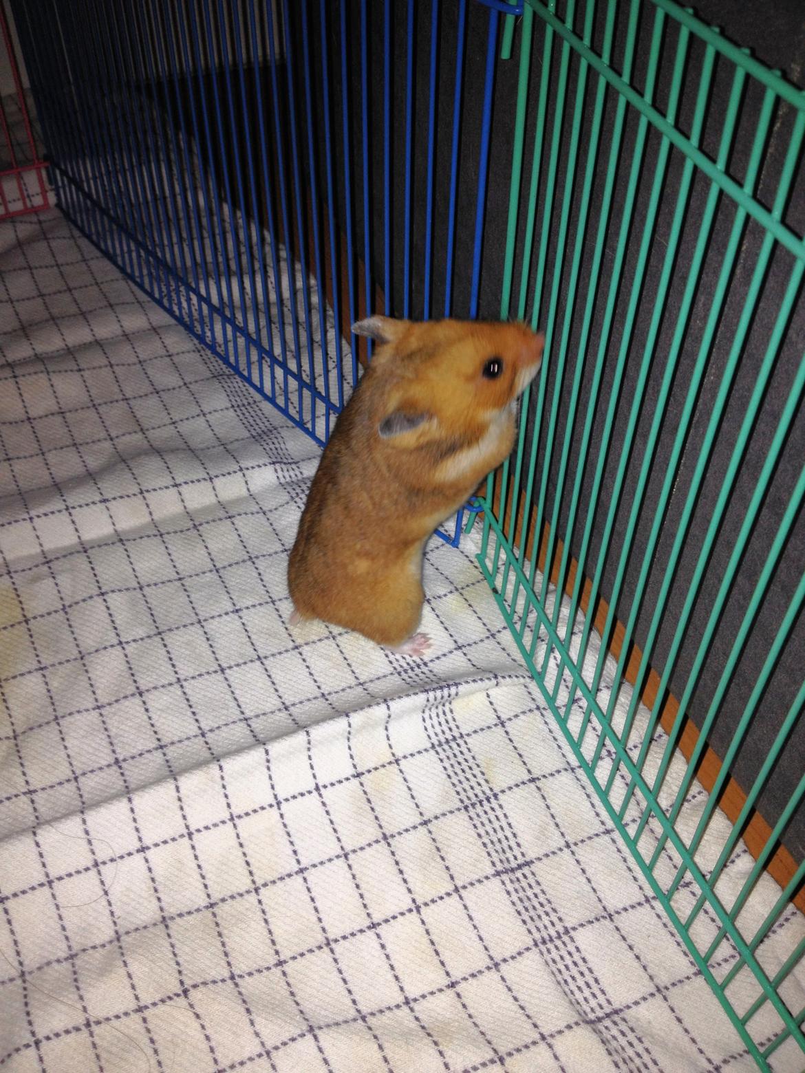 Hamster Karla billede 6