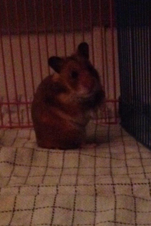 Hamster Karla billede 2