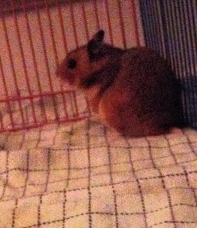 Hamster Karla billede 7