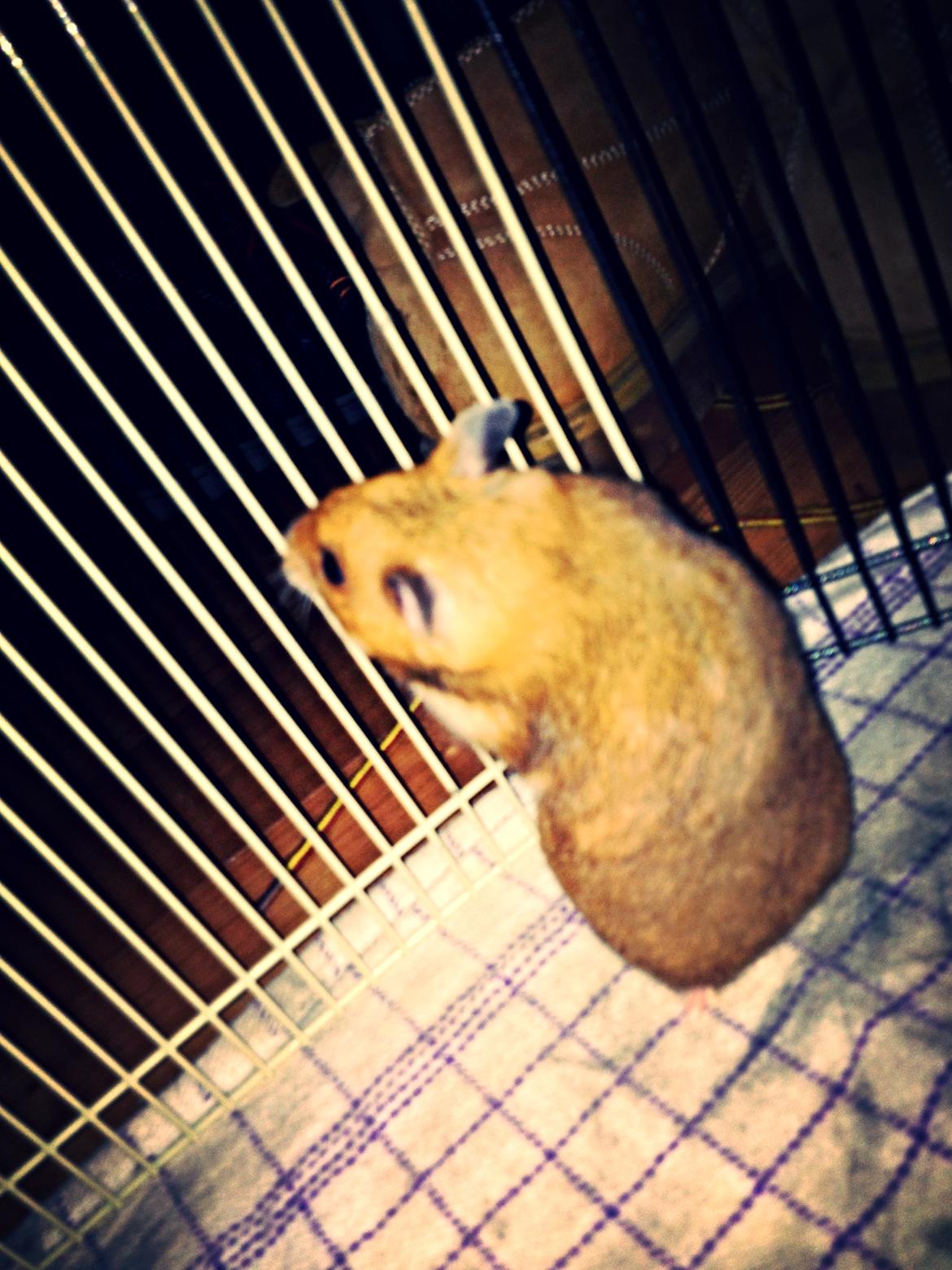 Hamster Karla billede 8