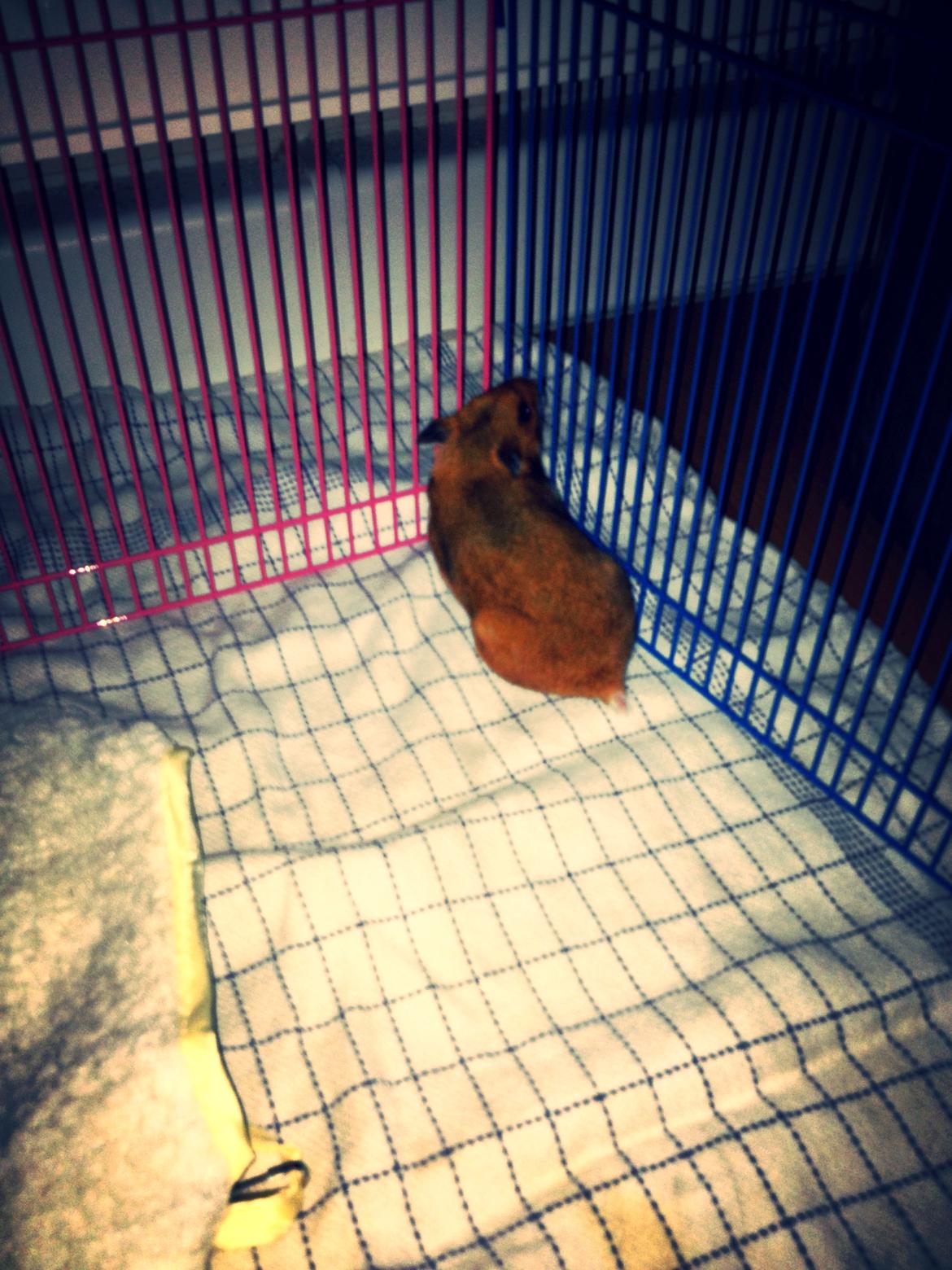 Hamster Karla billede 9