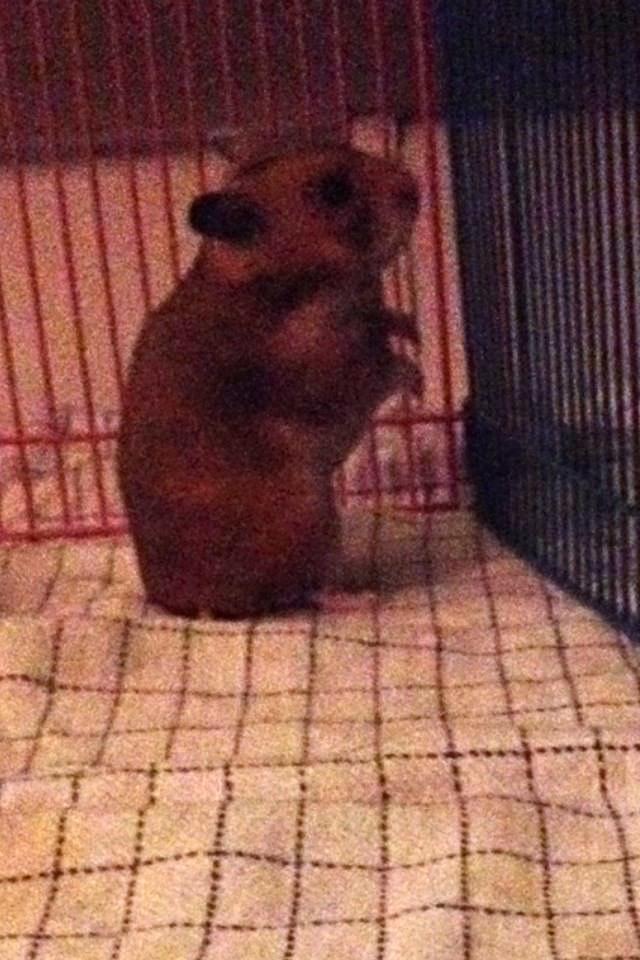 Hamster Karla billede 10