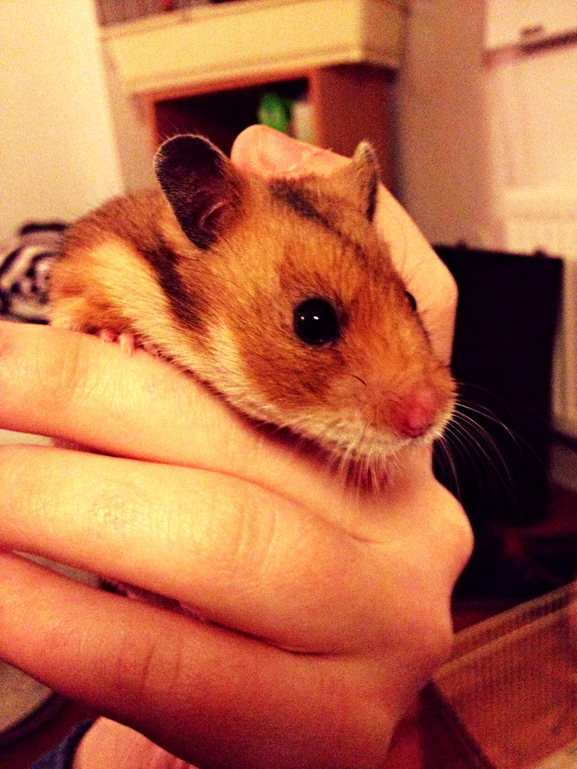 Hamster Karla billede 1
