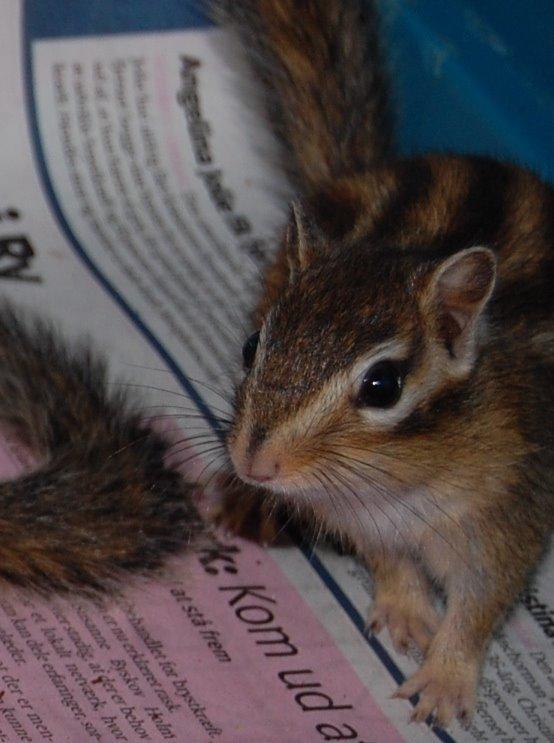 Jordegern Milo billede 1