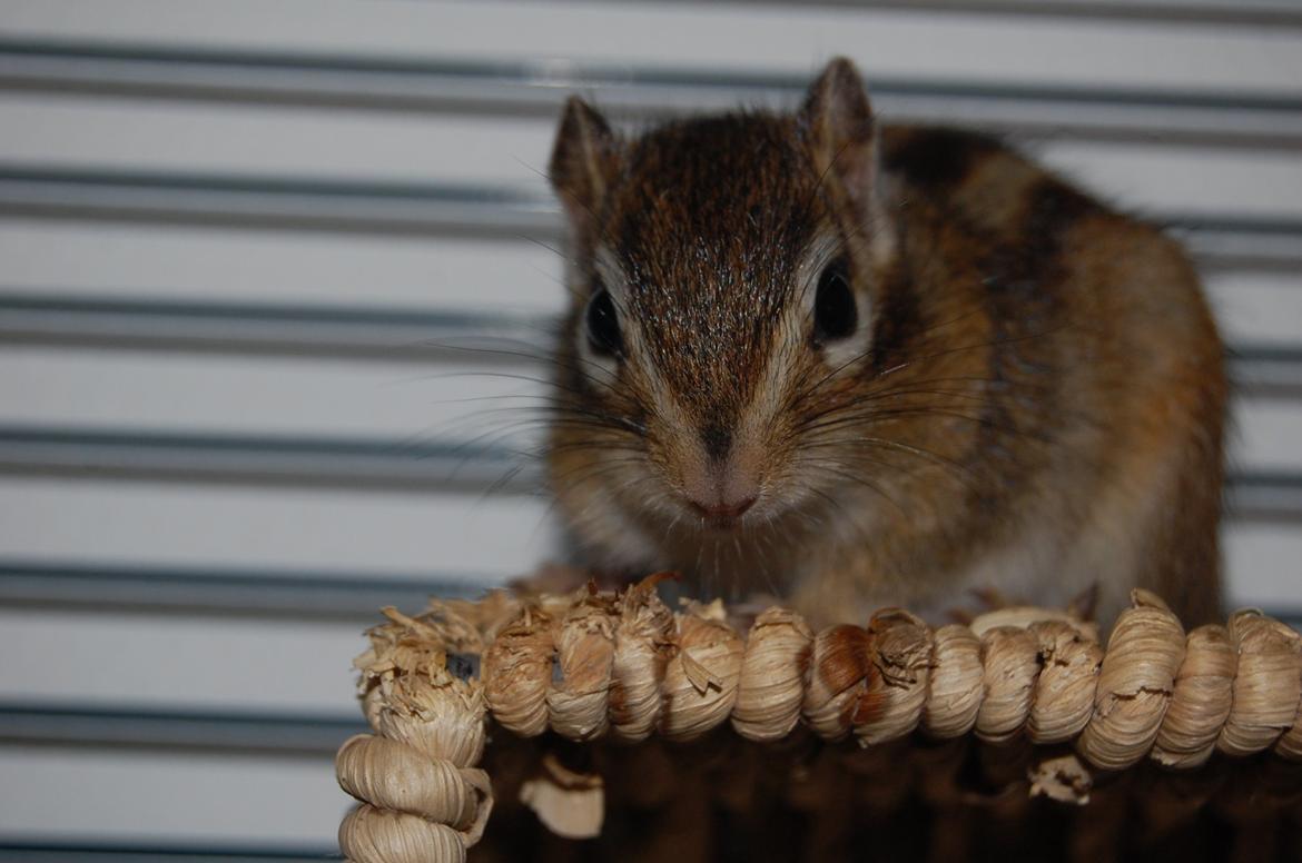 Jordegern Milo billede 2