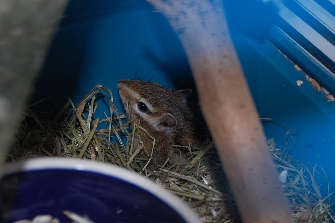 Jordegern Milo billede 3