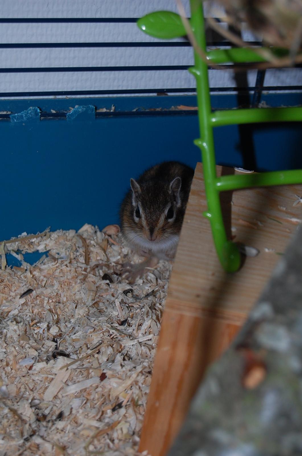 Jordegern Milo - Jeg udspionere dig lige - Du kan IKKE se mig :) billede 4