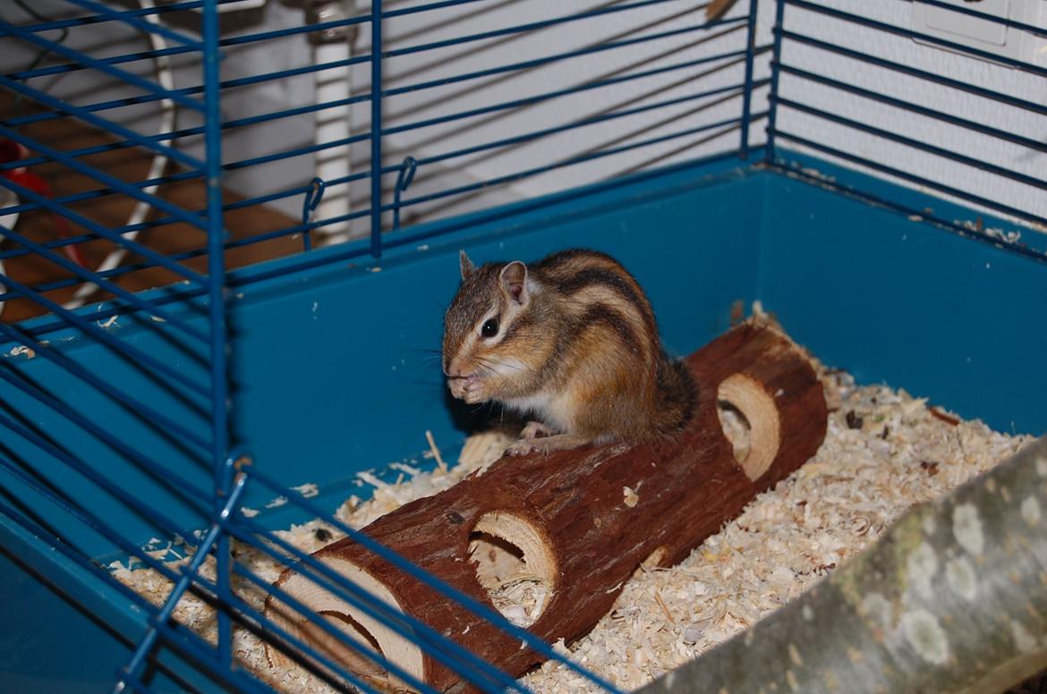 Jordegern Milo billede 5