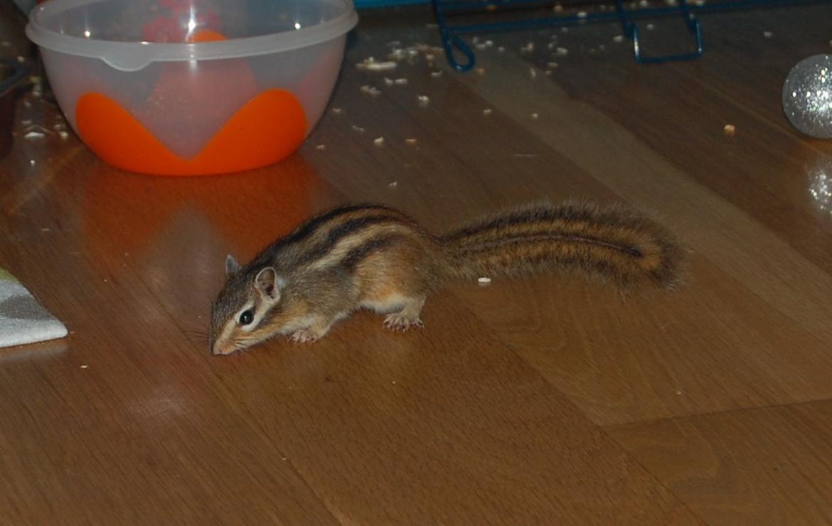 Jordegern Milo billede 6