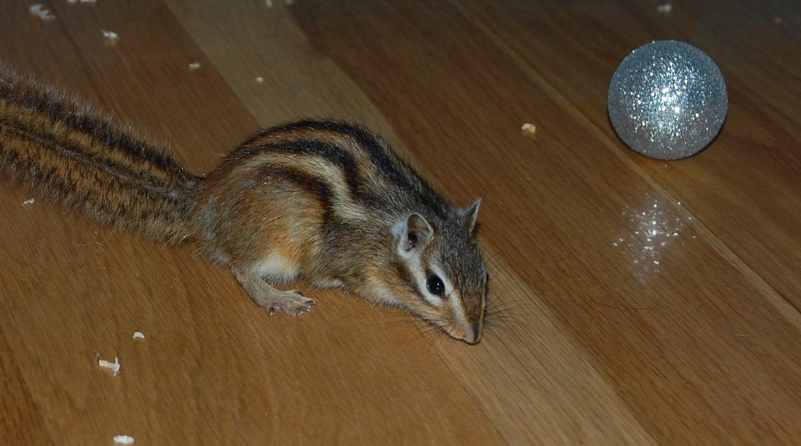 Jordegern Milo billede 7