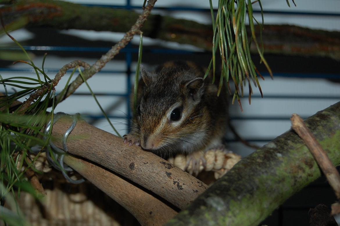 Jordegern Milo billede 9