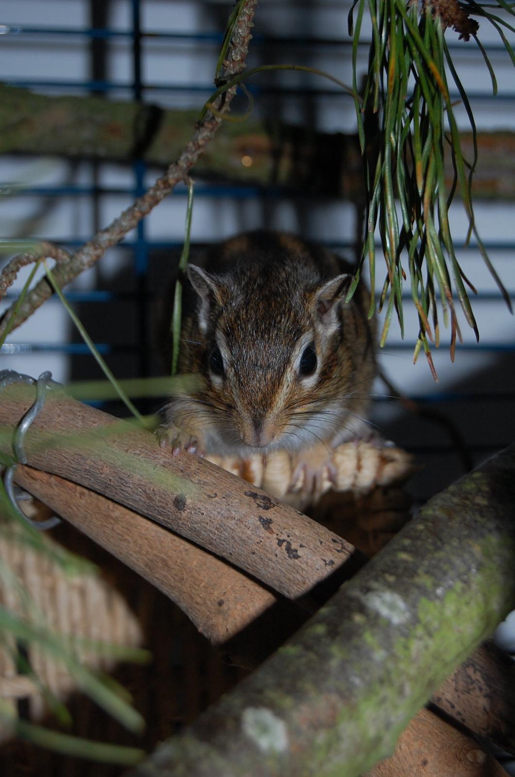 Jordegern Milo billede 10