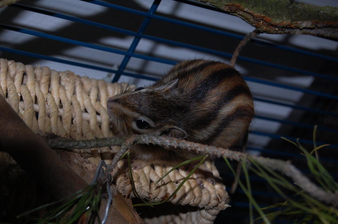 Jordegern Milo billede 11