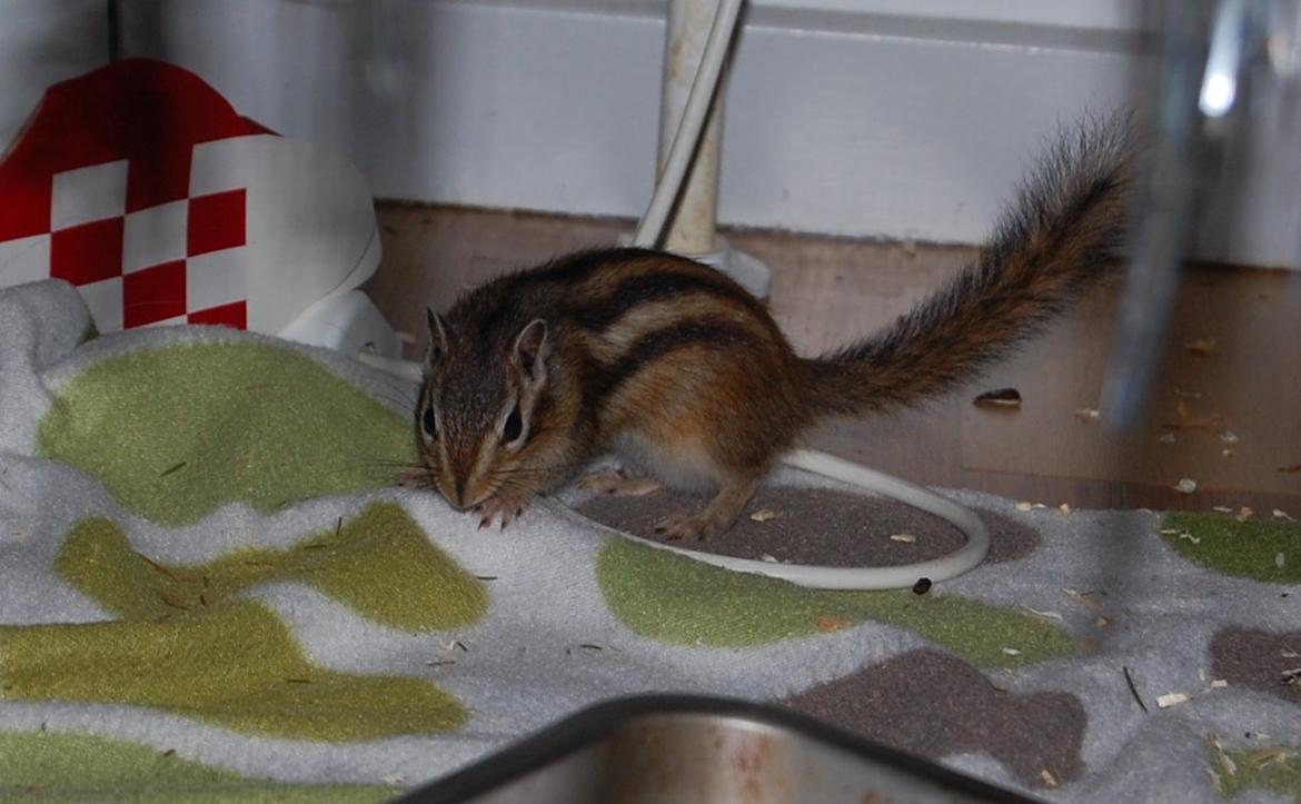 Jordegern Milo billede 8