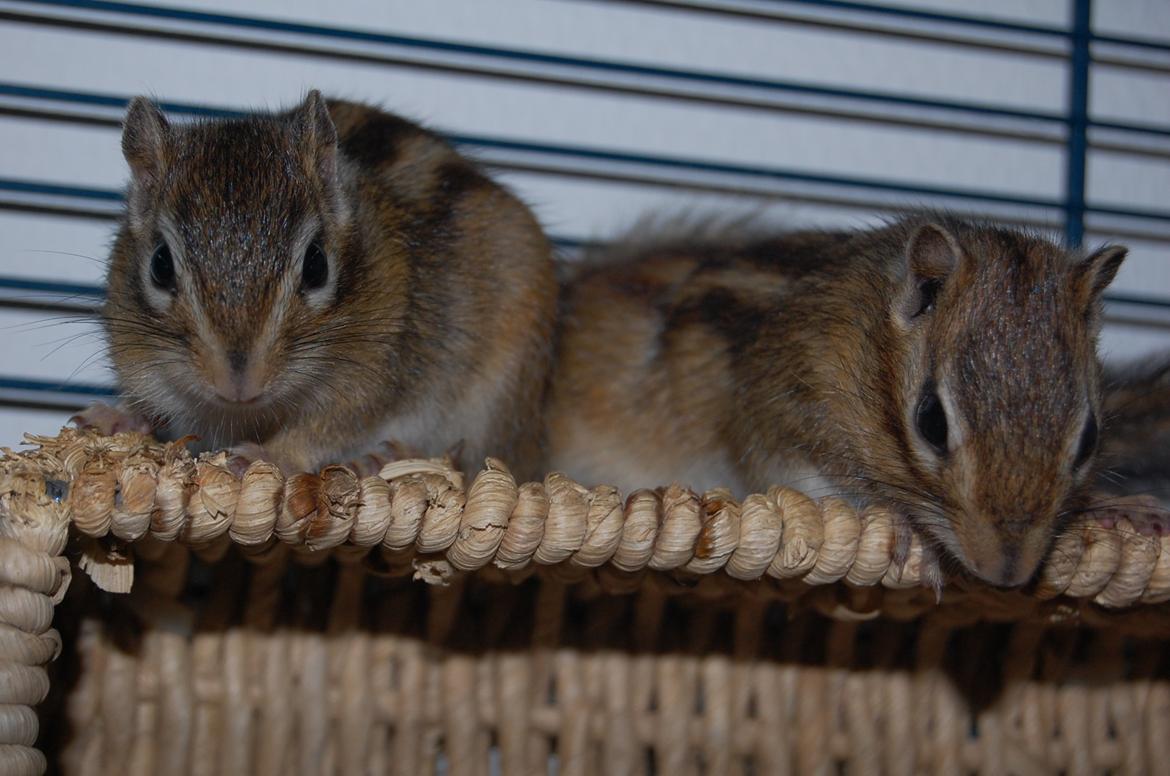 Jordegern Milo - Milo og Scrubs :) billede 12