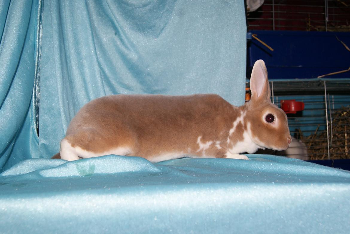 Kanin Luxen billede 3