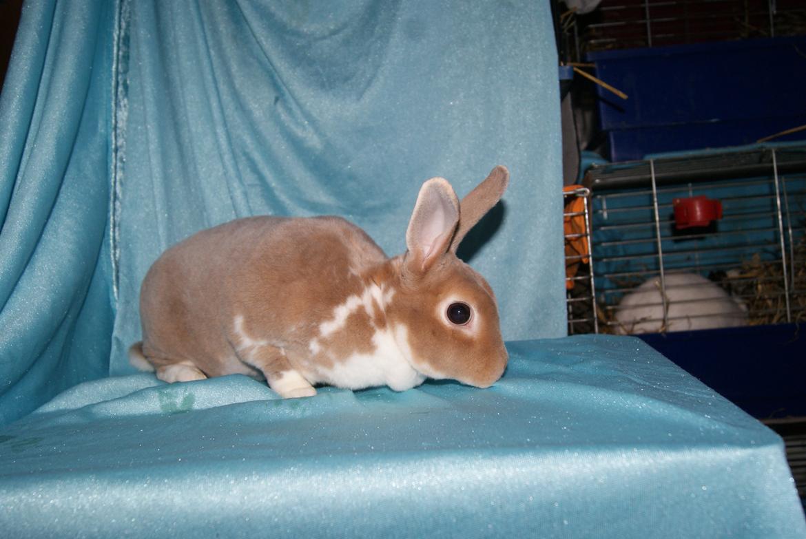 Kanin Luxen billede 4