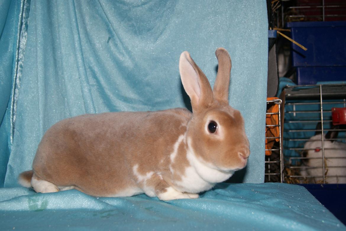 Kanin Luxen billede 5