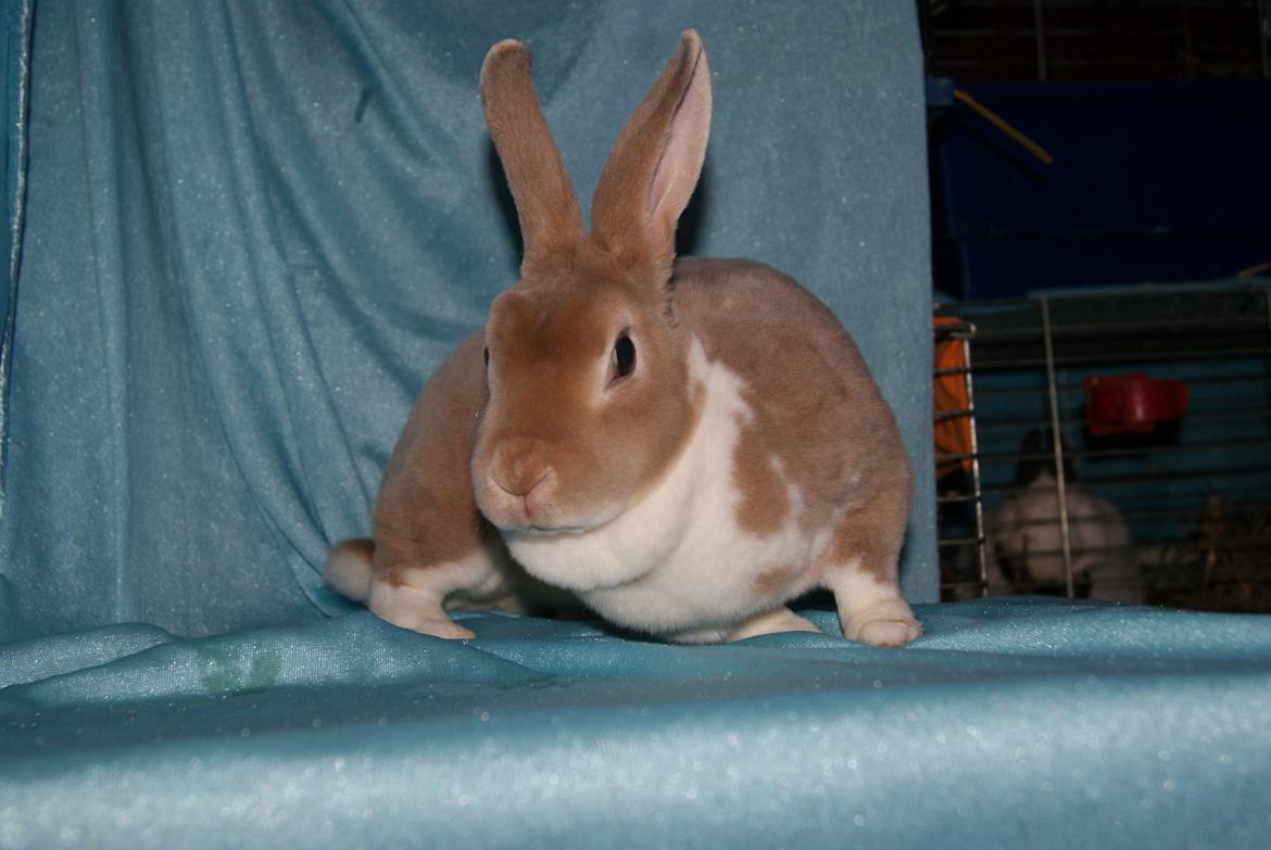 Kanin Luxen billede 6