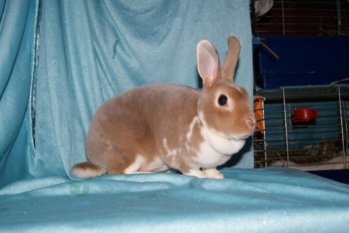 Kanin Luxen billede 1