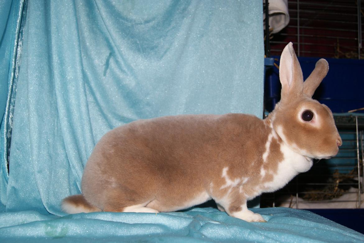 Kanin Luxen billede 7